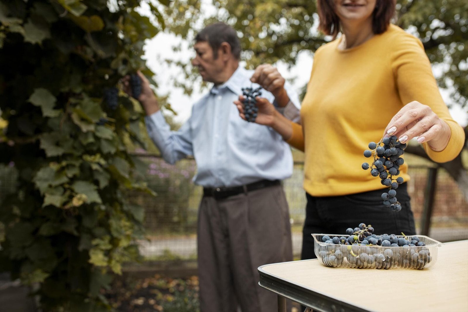 Private Winery & Vineyard Tours – Niagara-on-the-Lake & Okanagan Valley