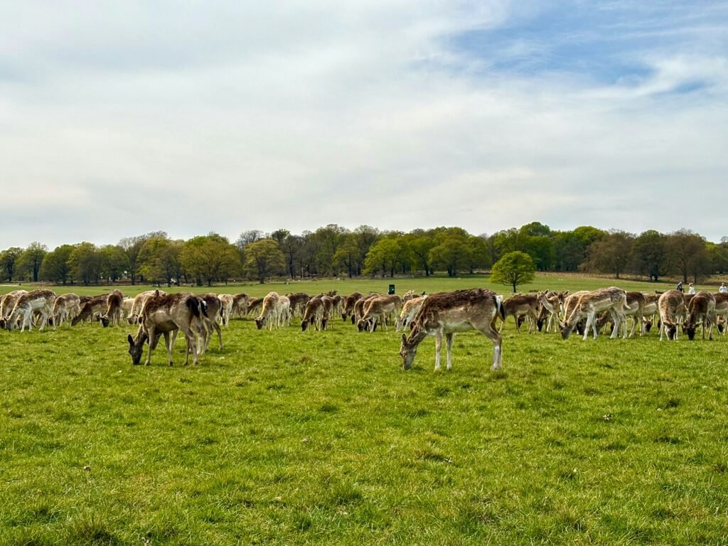 Richmond Park chauffeur tour