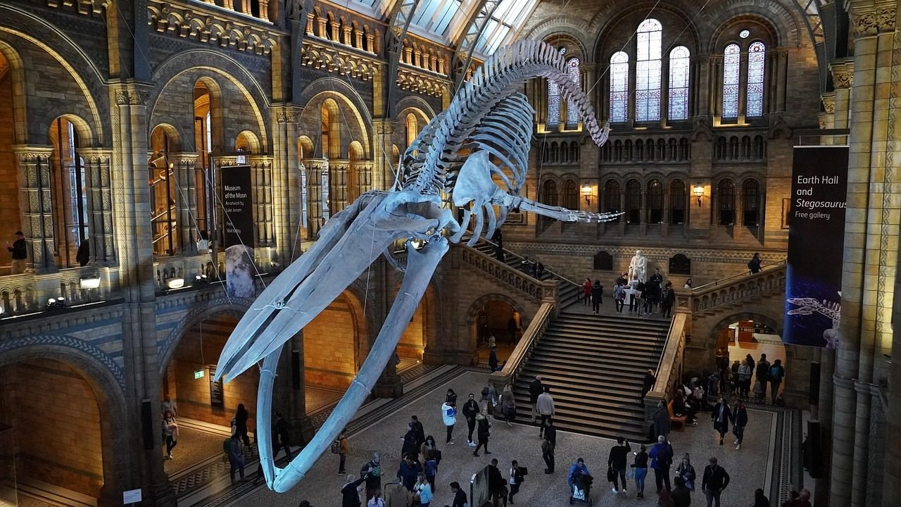 Natural History Museum Chauffeur Service