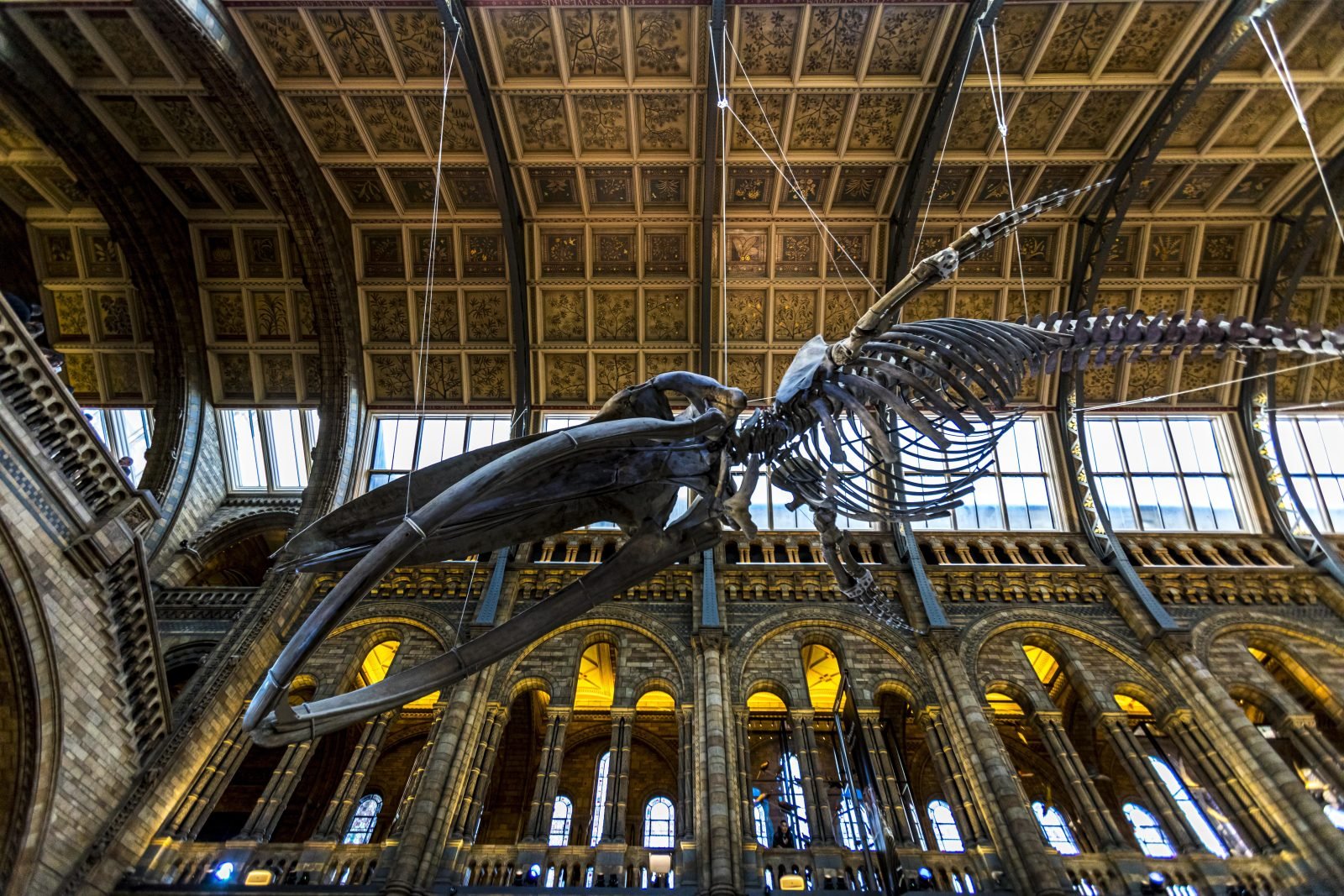 Blue whale skeleton hanging in the hall of the Natural History Museum, next door to the Science Museum